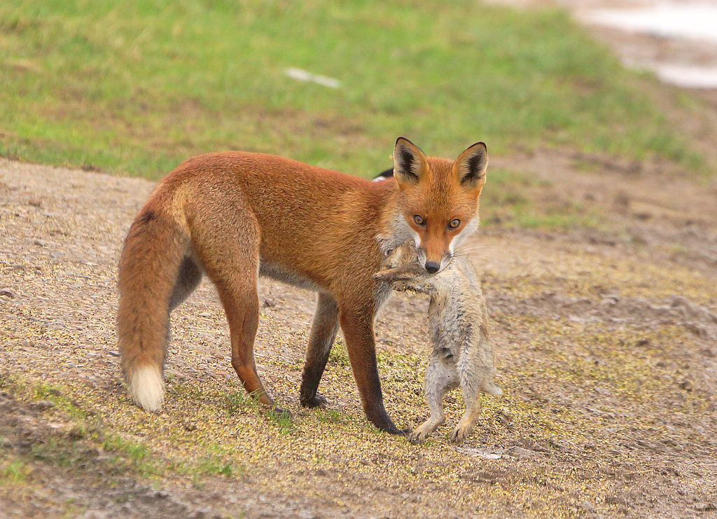 Fox and Rabbit by Phil Haynes